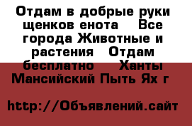 Отдам в добрые руки щенков енота. - Все города Животные и растения » Отдам бесплатно   . Ханты-Мансийский,Пыть-Ях г.